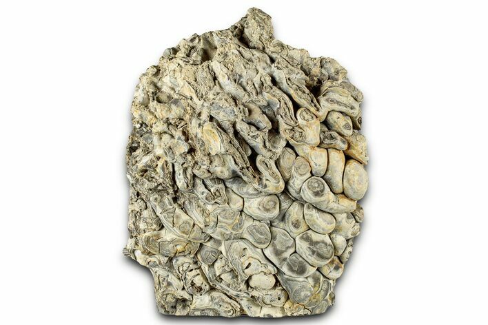 Free-Standing Fossil Stromatolite (Chlorellopsis?) - Wyoming #325731